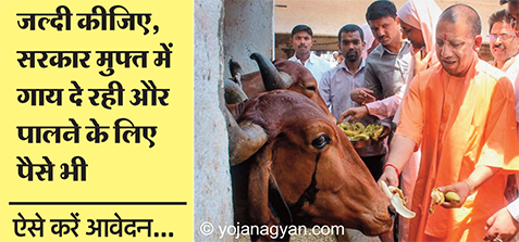 उत्तर प्रदेश सरकार गाय मुफ्त में दे रही और पालने के लिए पैसे भी