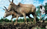 खेती के दौरान होने वाले हादसों की स्थिति में कृषक परिवारों की मदद के लिए उत्तर प्रदेश सरकार ने मुख्यमंत्री कृषक दुर्घटना सहायता योजना शुरू की है।